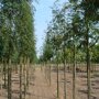 Sorbus aucuparia 'Edulis'